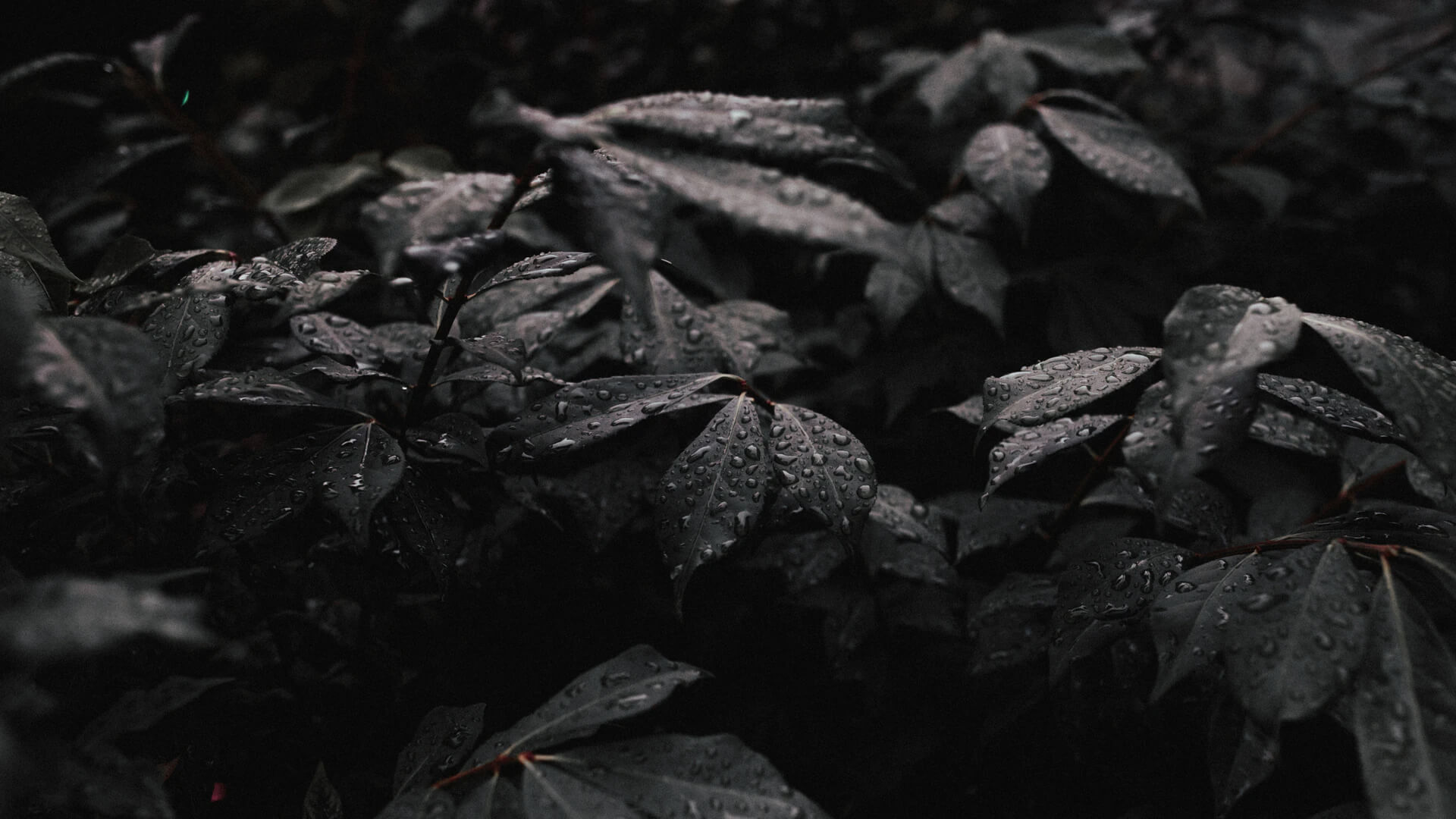 ADEELY VIRTU NET GLOBAL CONCEPT LTD